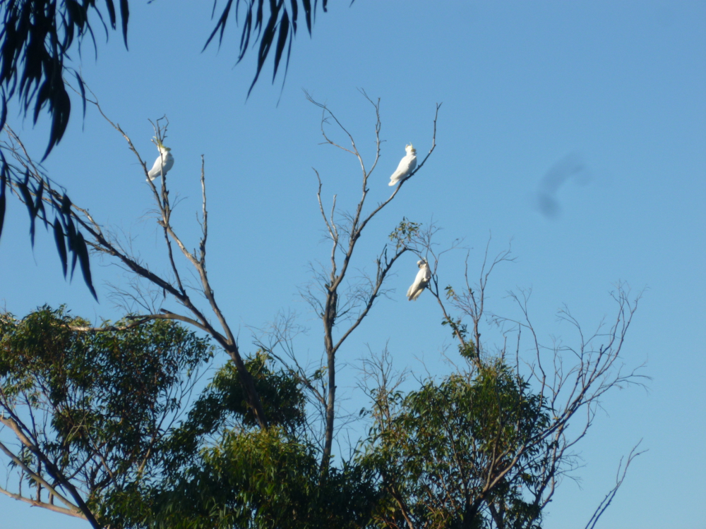 Sulphur-crested cockatoos coming in