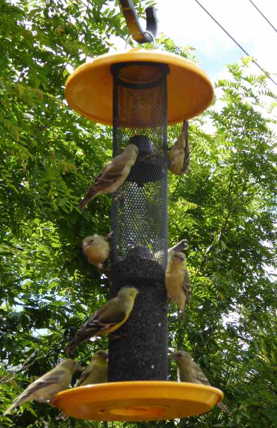8 Finches